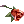 [Visual] Rosa da Sedução